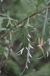 Field thistle